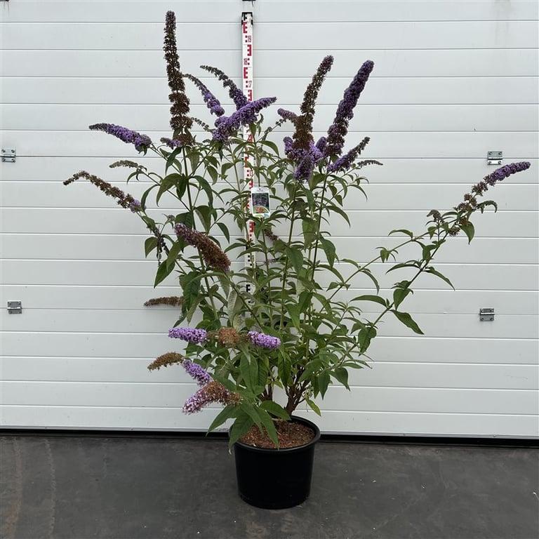 Buddleja davidii 'Orchid Beauty' - Vlinderstruik