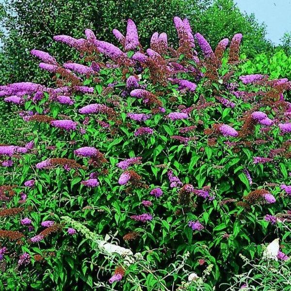 Buddleja davidii 'Nanho Purple' - Vlinderstruik