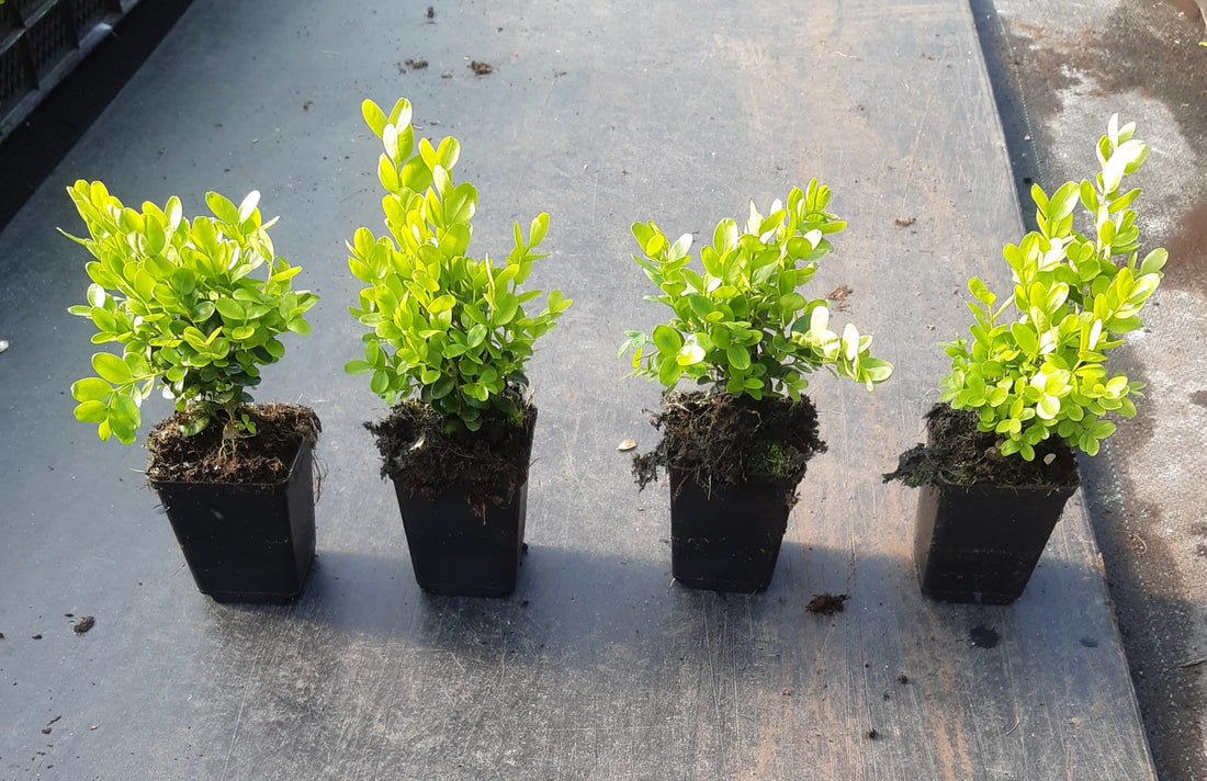 Buxus semp. Suffruticosa - Dwergbuxus