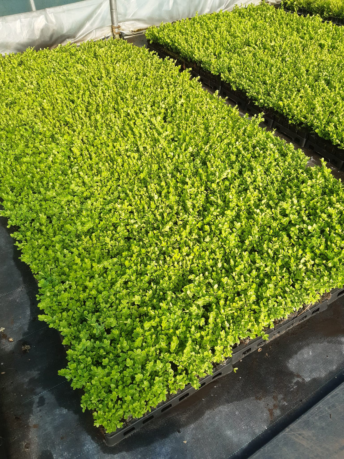 Buxus semp. Suffruticosa - Dwergbuxus