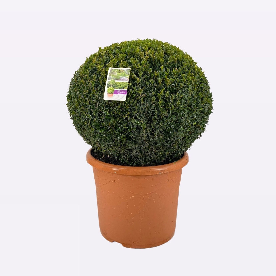 Buxus Sempervirens Bol