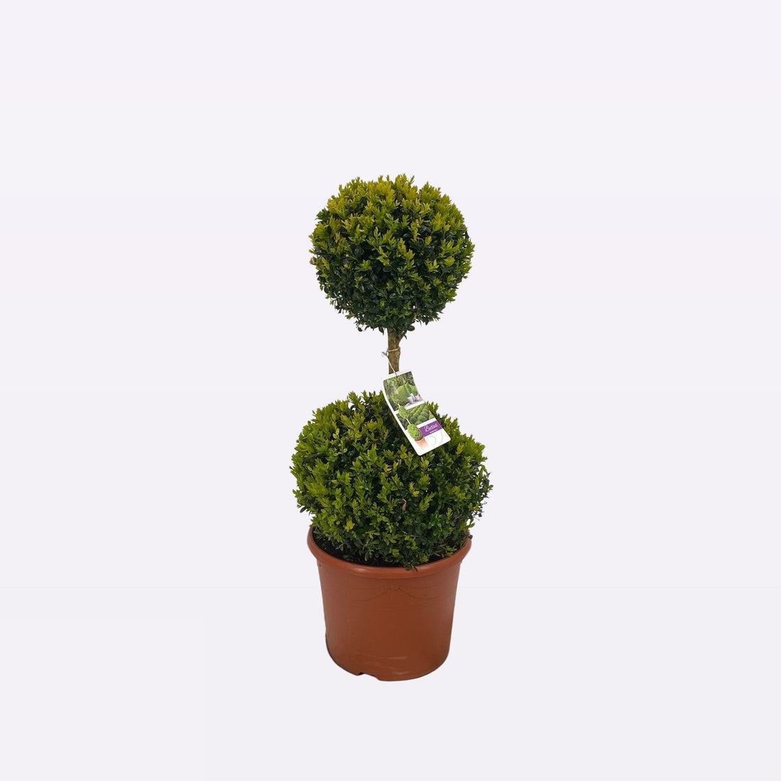 Buxus Sempervirens Duobol