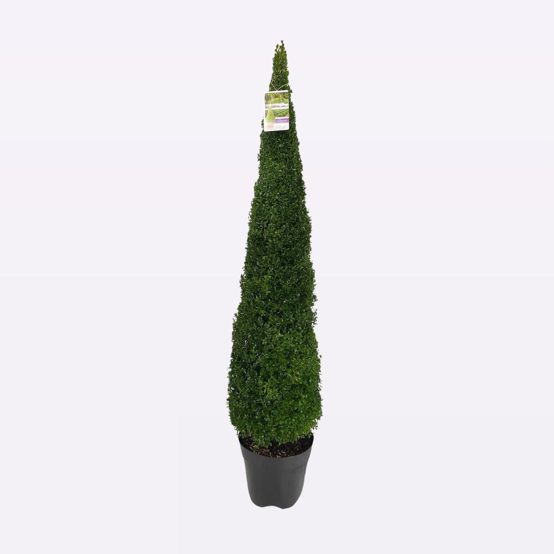 Buxus Sempervirens Piramide