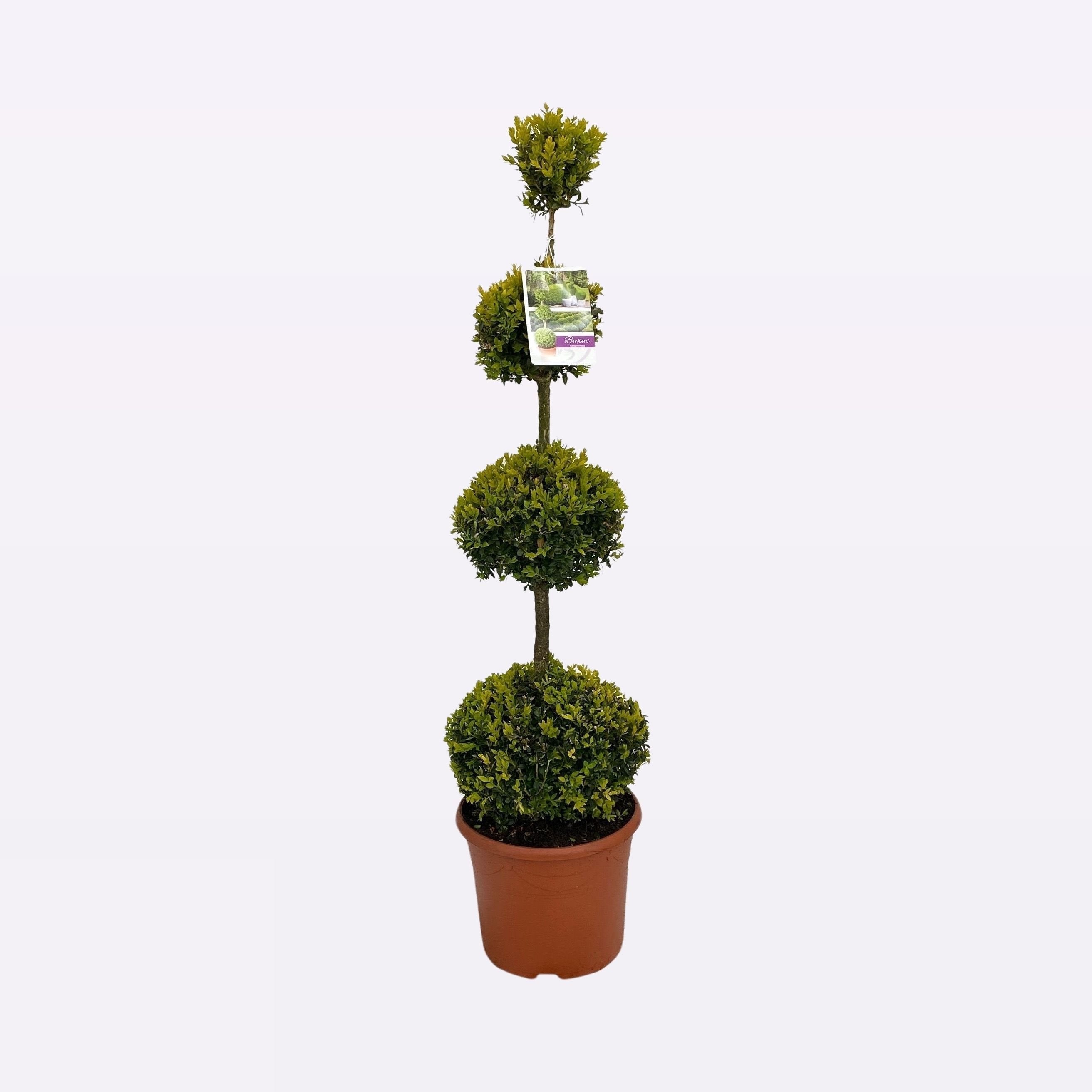 Buxus Sempervirens Quatrobol