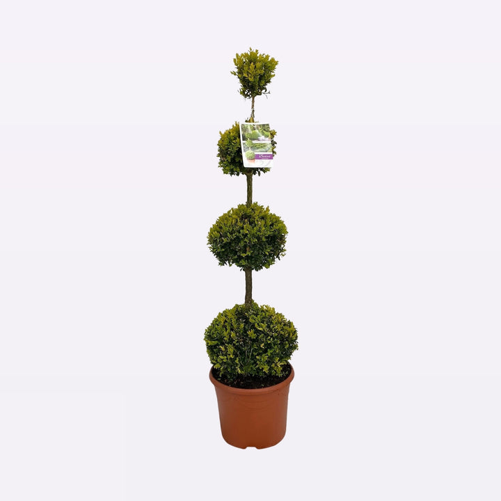 Buxus Sempervirens Quatrobol