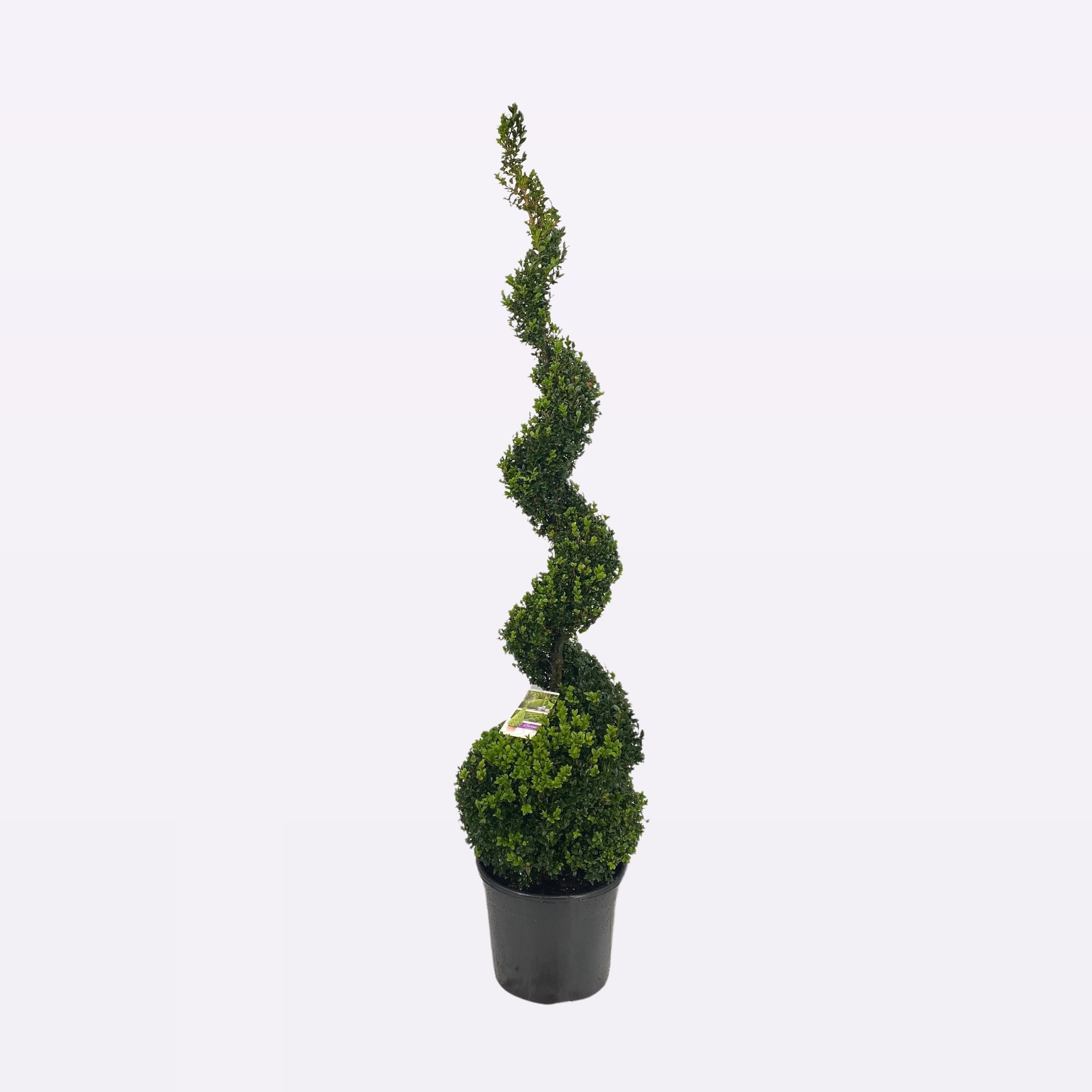 Buxus Sempervirens Spiraal