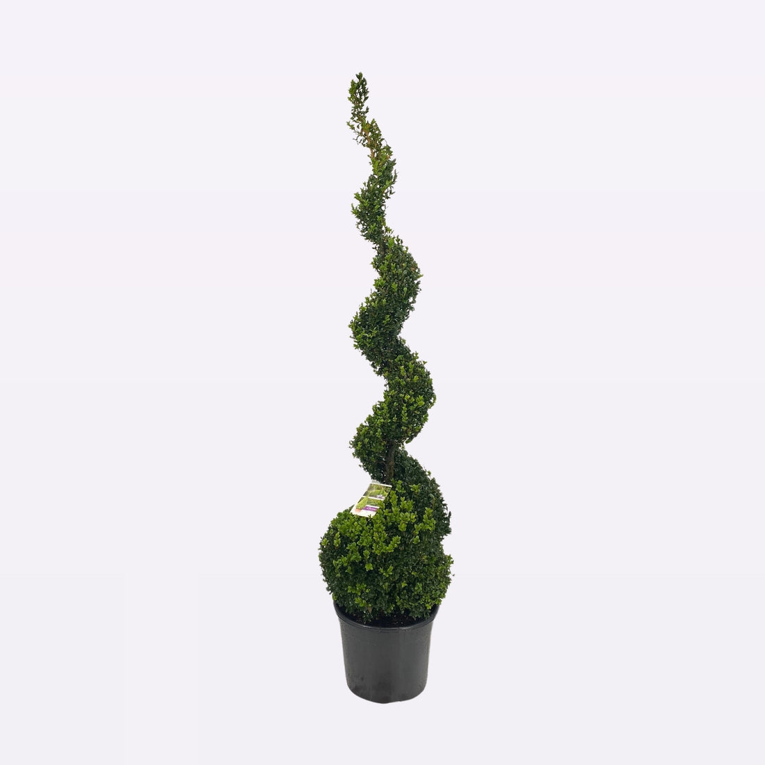 Buxus Sempervirens Spiraal