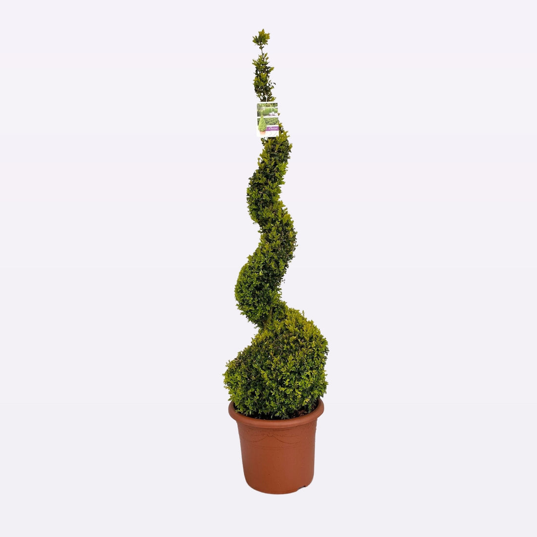 Buxus Sempervirens Spiraal