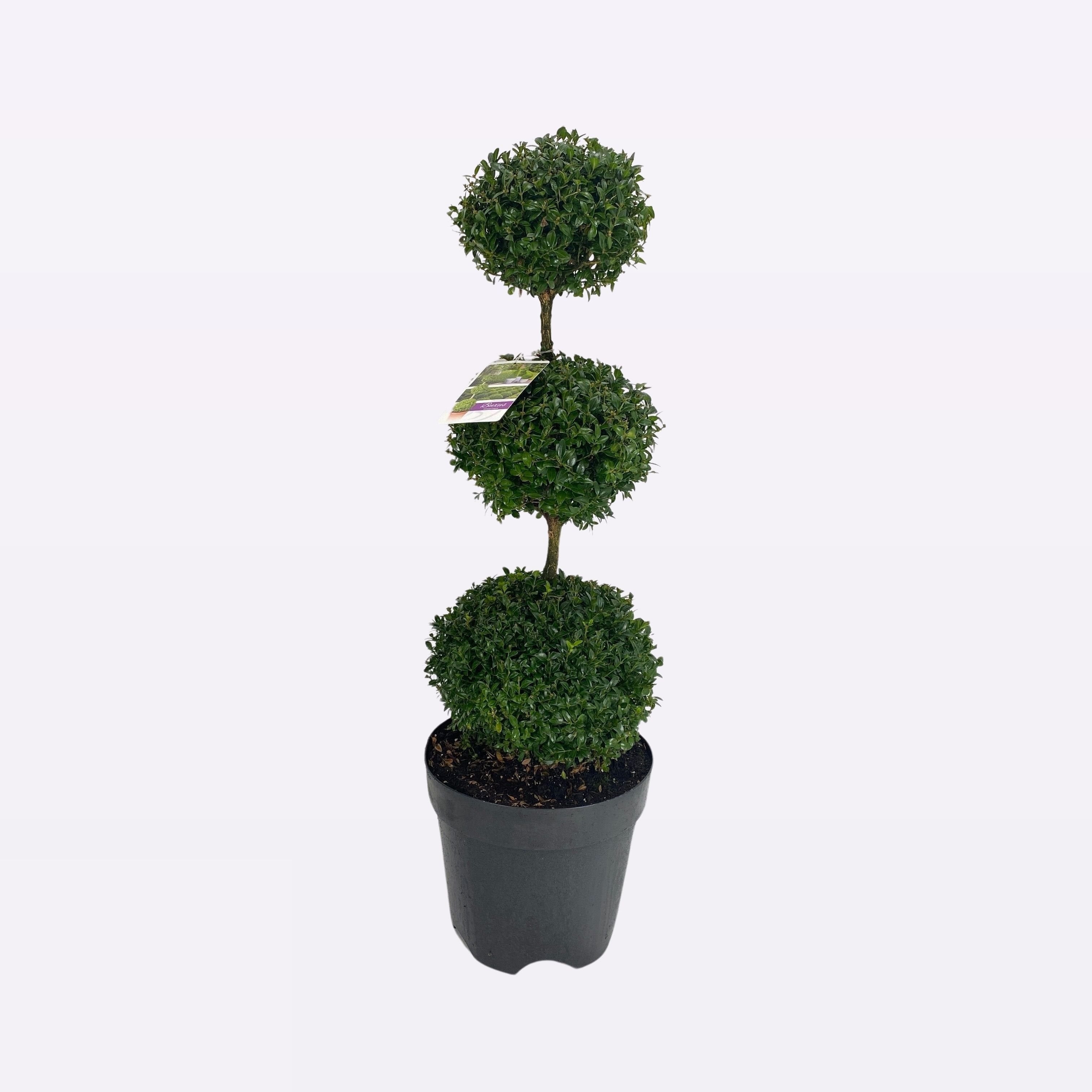 Buxus Sempervirens Triobol