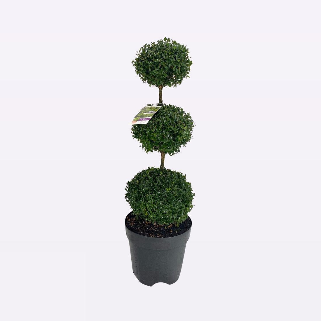 Buxus Sempervirens Triobol