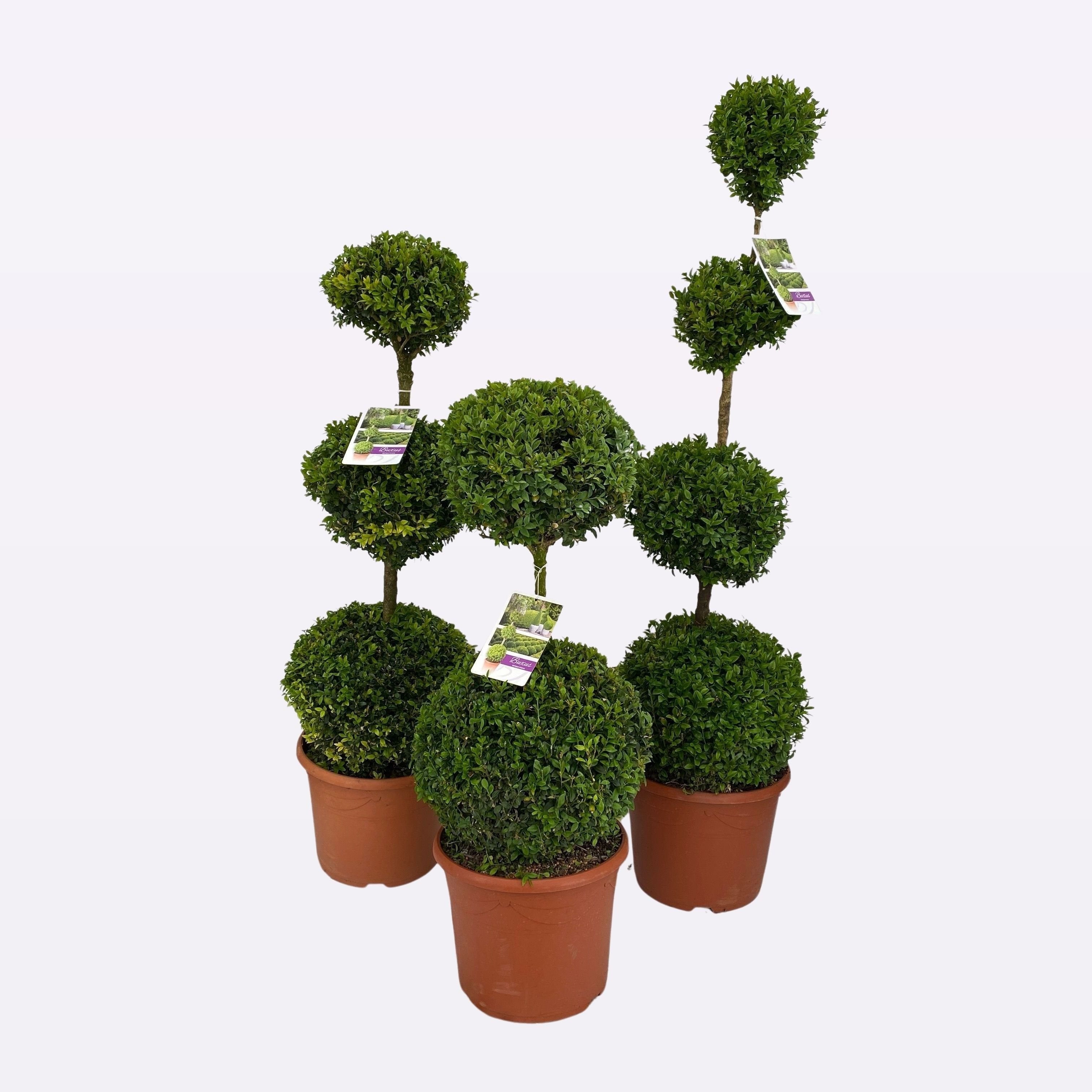 Buxus Sempervirens Triobol