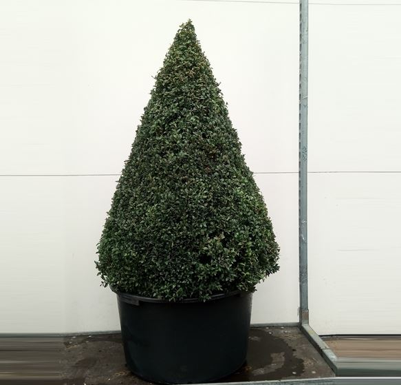 Buxus Kegels XL - Buxus sempervirens