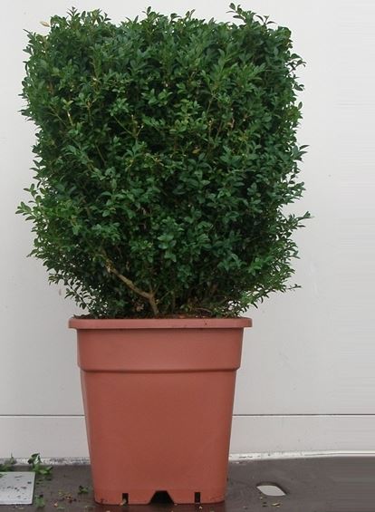 Buxus Kubus - Buxus sempervirens