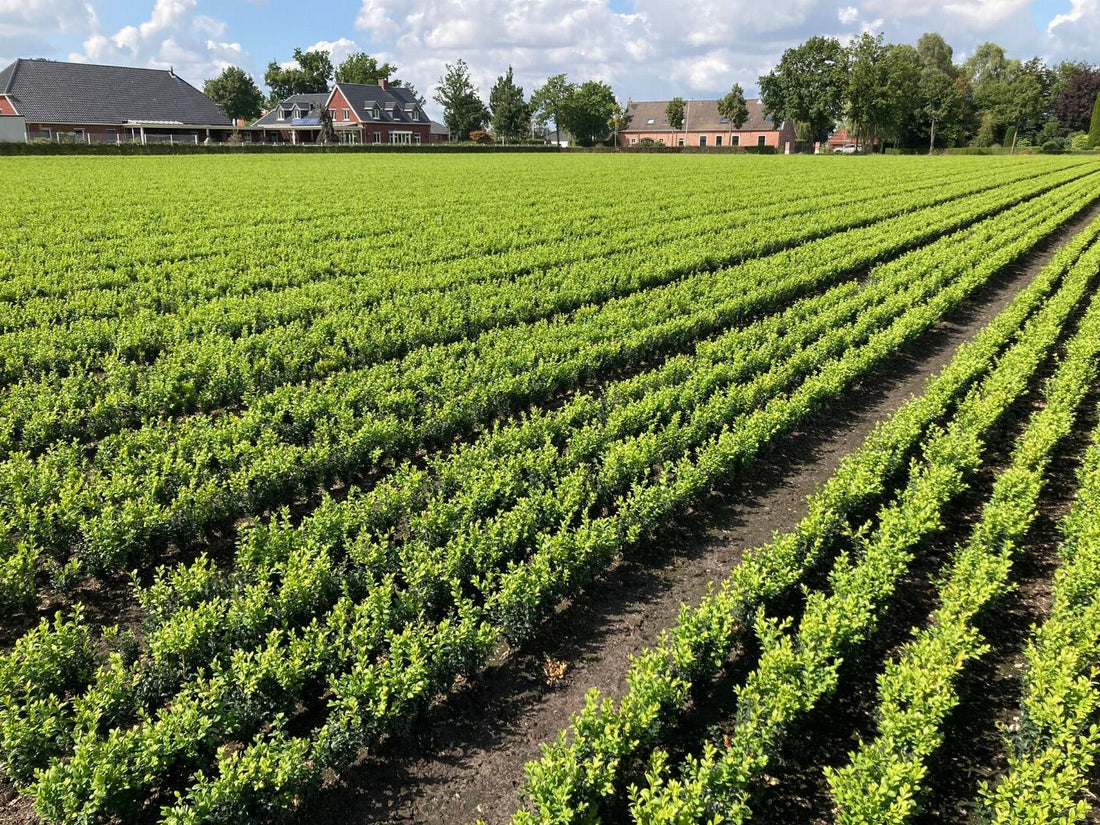 Buxus sempervirens - Buxushaag blote wortel
