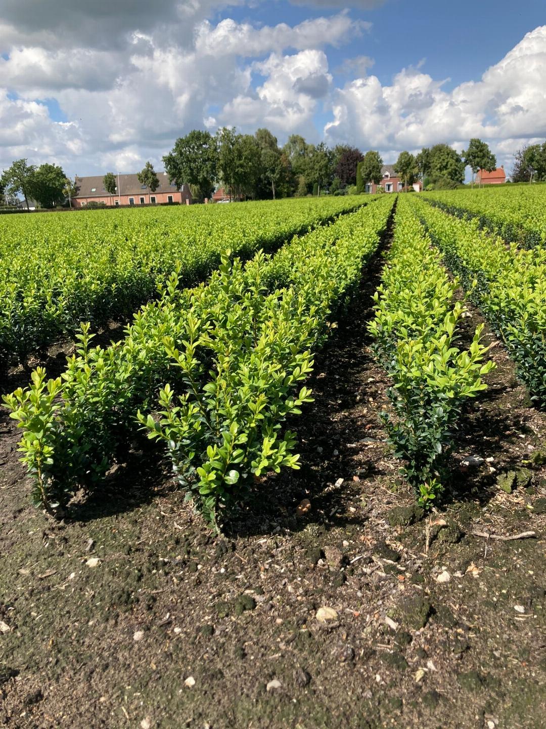Buxus sempervirens - Buxushaag blote wortel