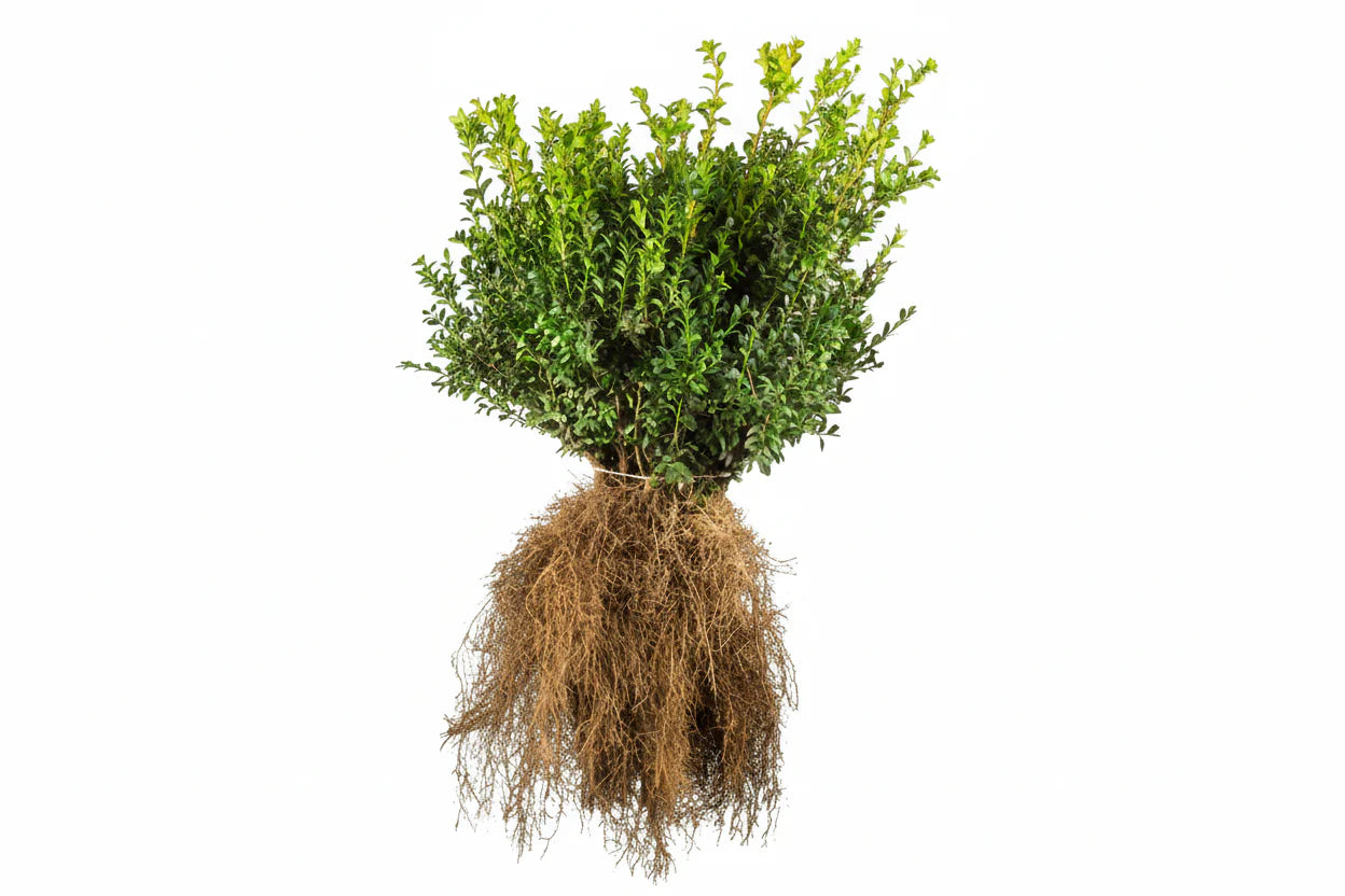 Buxus sempervirens - Buxushaag blote wortel