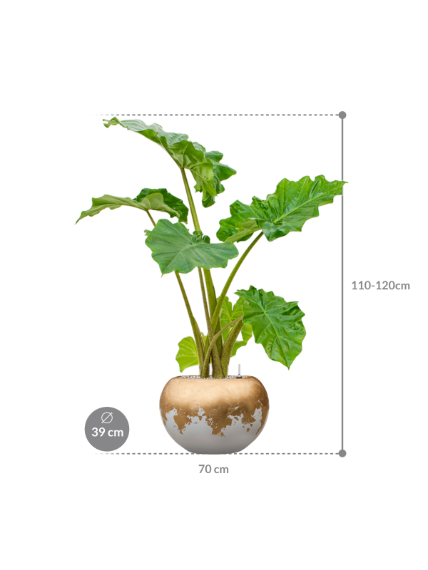 Alocasia 'Portodora' in Baq Luxe Lite Glossy Pot - Kant & Klaar