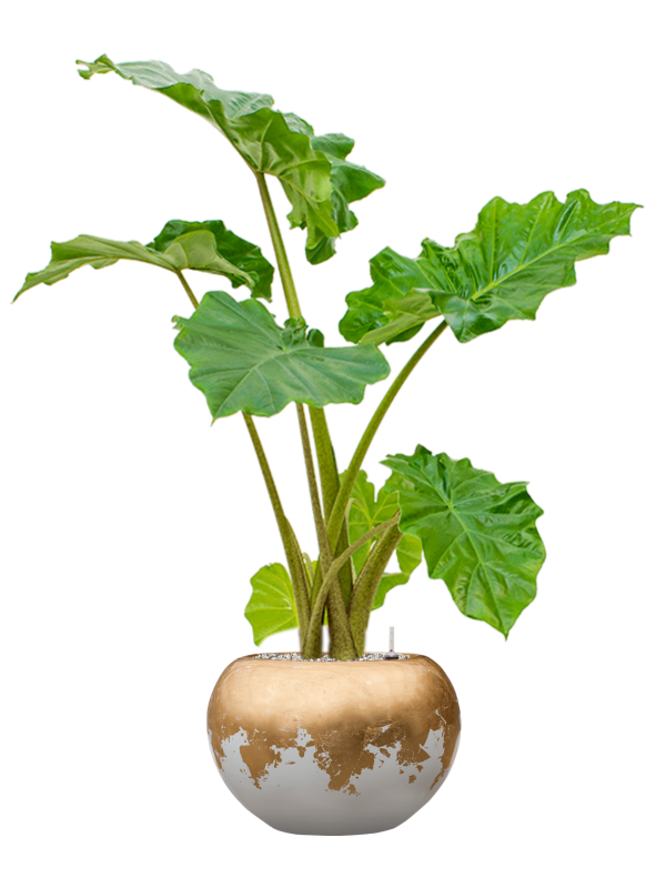 Alocasia 'Portodora' in Baq Luxe Lite Glossy Pot - Kant & Klaar