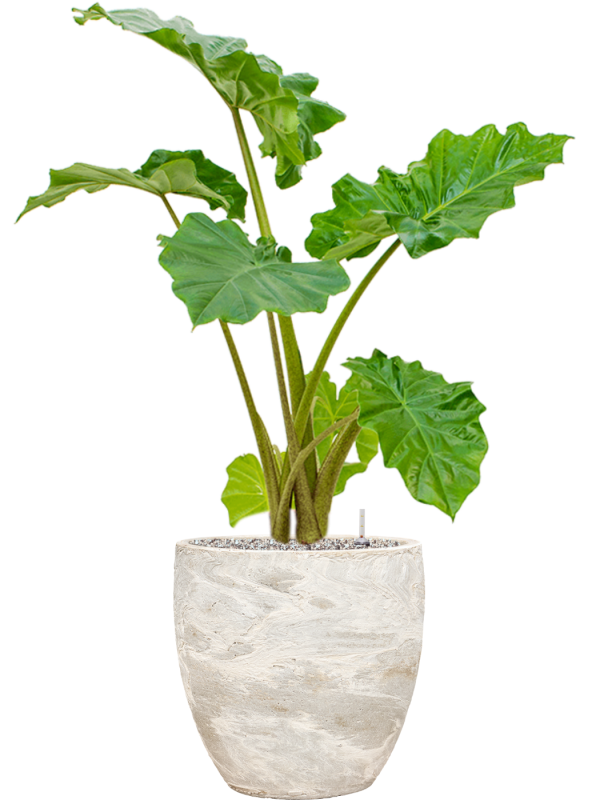 Alocasia 'Portodora' in Baq Algar Pot - Olifantsoor Kant & Klaar