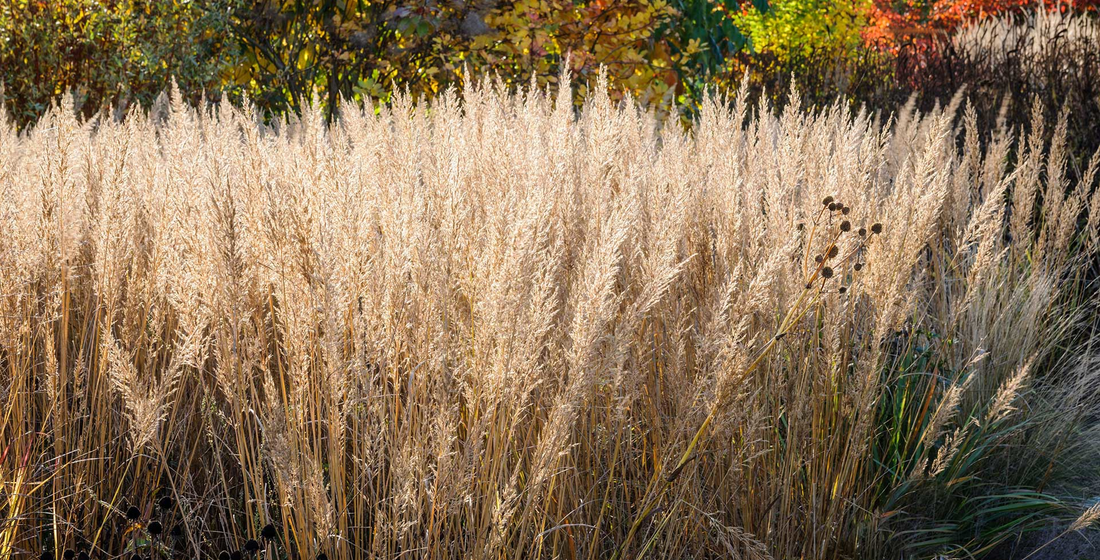 Calamagrostis acutiflora 'Karl Foerster' - Struisriet