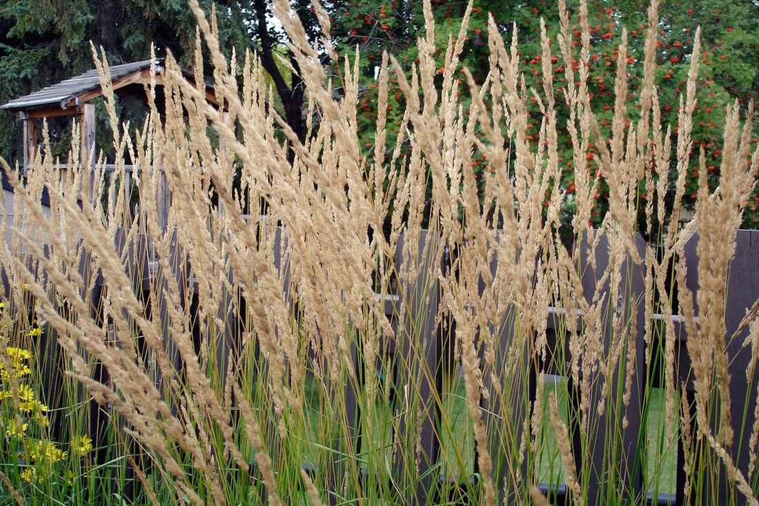 Calamagrostis acutiflora 'Karl Foerster' - Struisriet