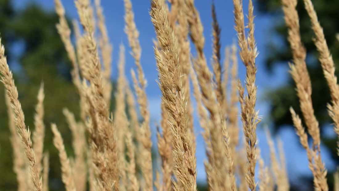 Calamagrostis acutiflora 'Karl Foerster' - Struisriet