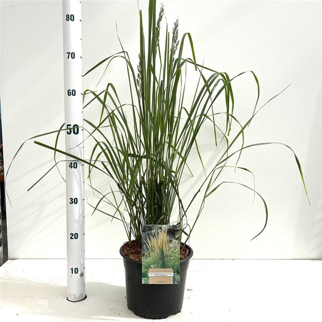Calamagrostis acutiflora 'Karl Foerster' - Struisriet