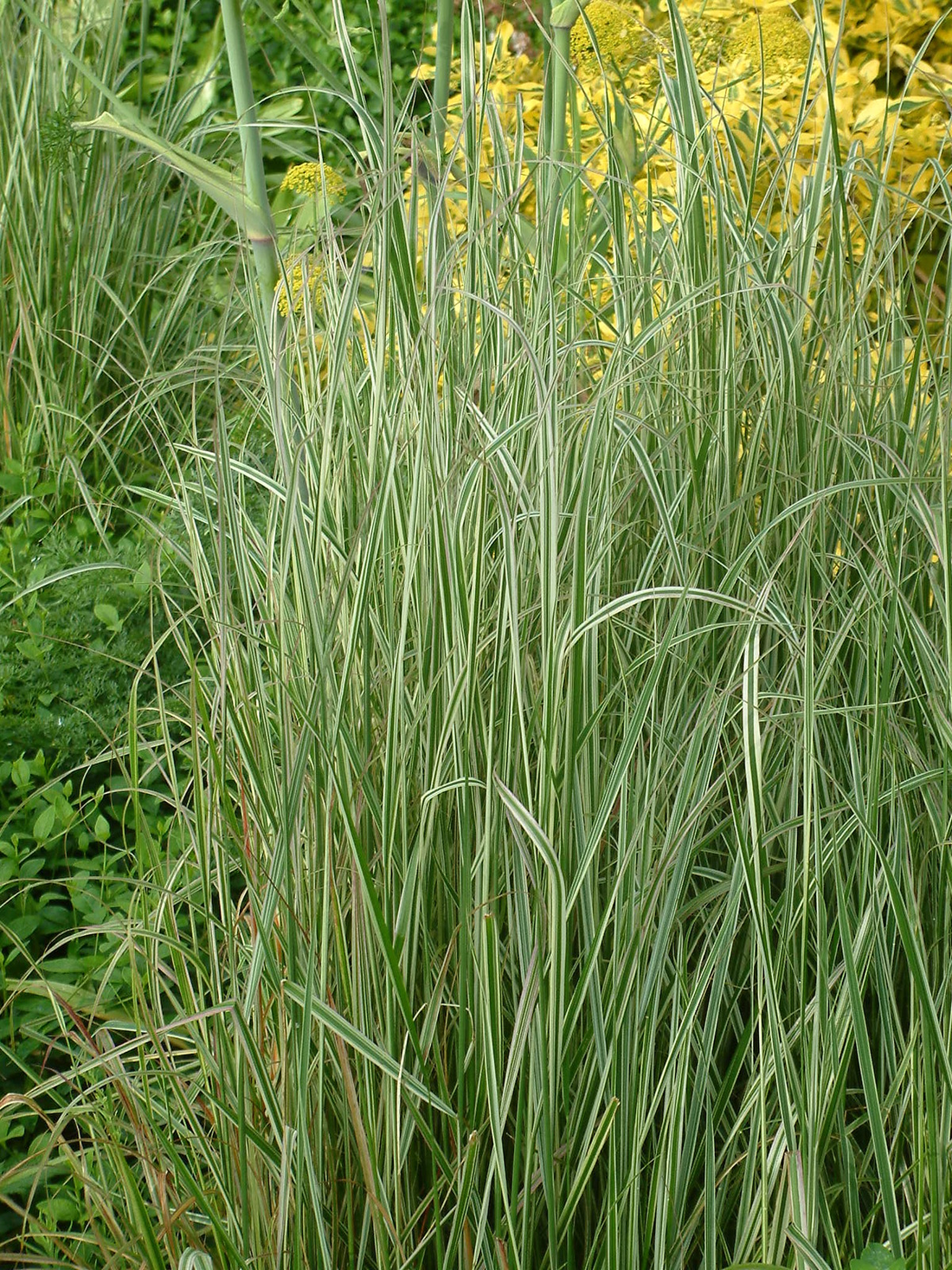 Calamagrostis acutiflora 'Overdam' - Struisriet