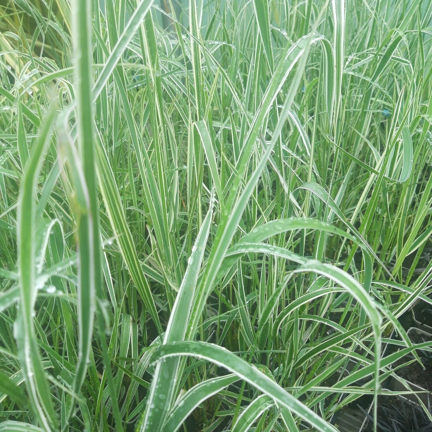 Calamagrostis acutiflora 'Overdam' - Struisriet