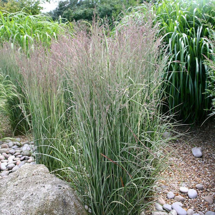 Calamagrostis acutiflora 'Overdam' - Struisriet