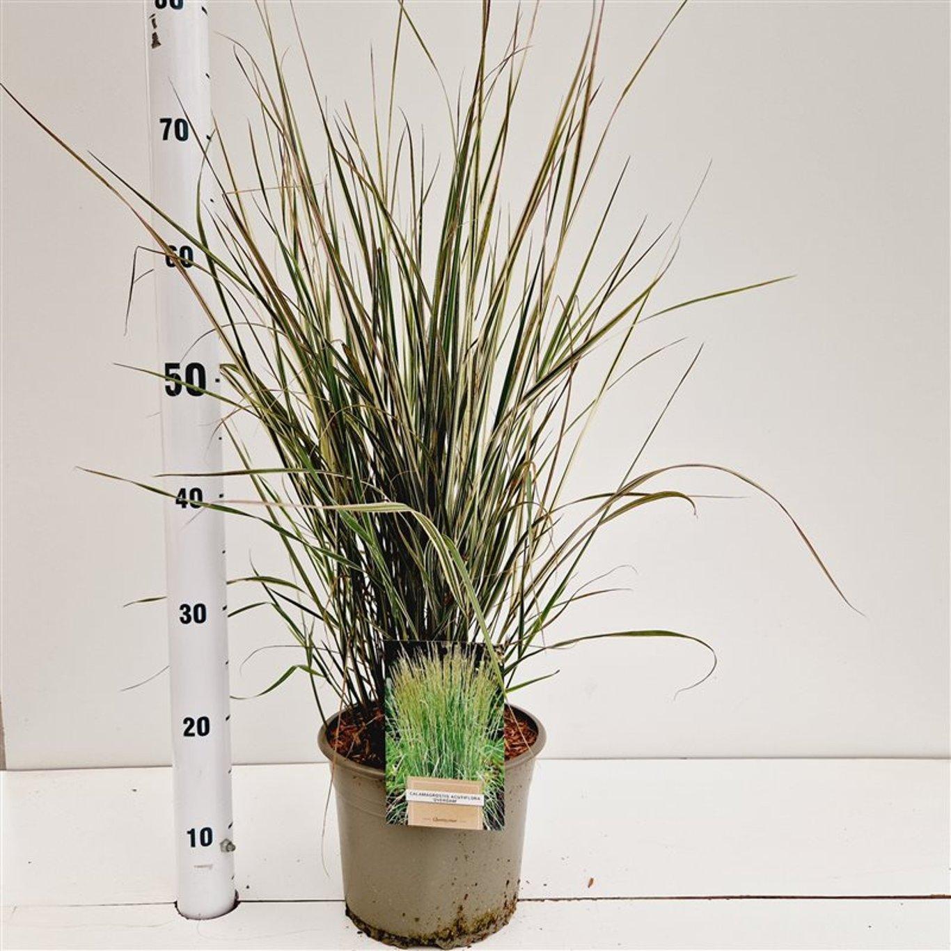 Calamagrostis acutiflora 'Overdam' - Struisriet