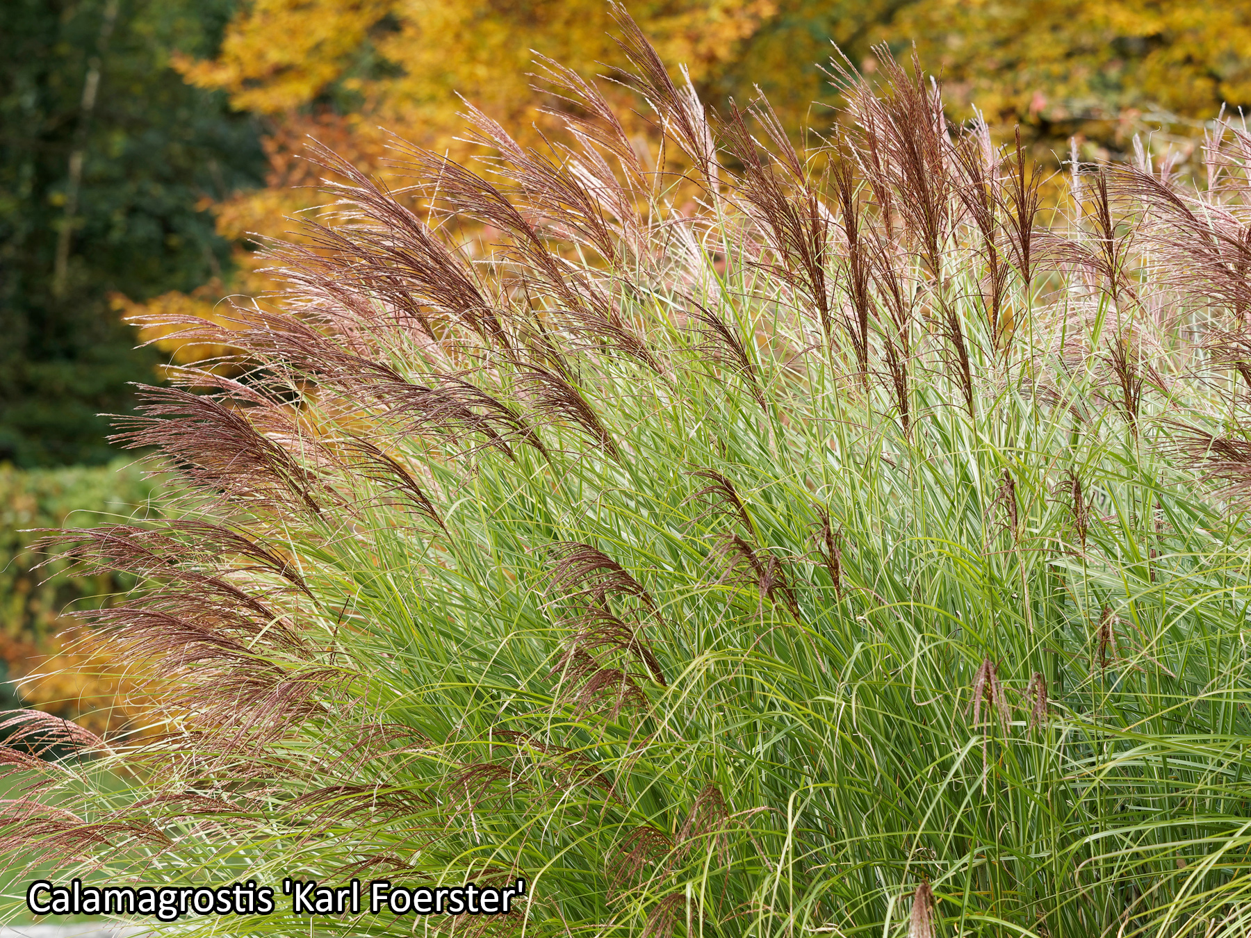 Borderpakket 'Siergrassen & Structuur' - 5m² - 50 planten
