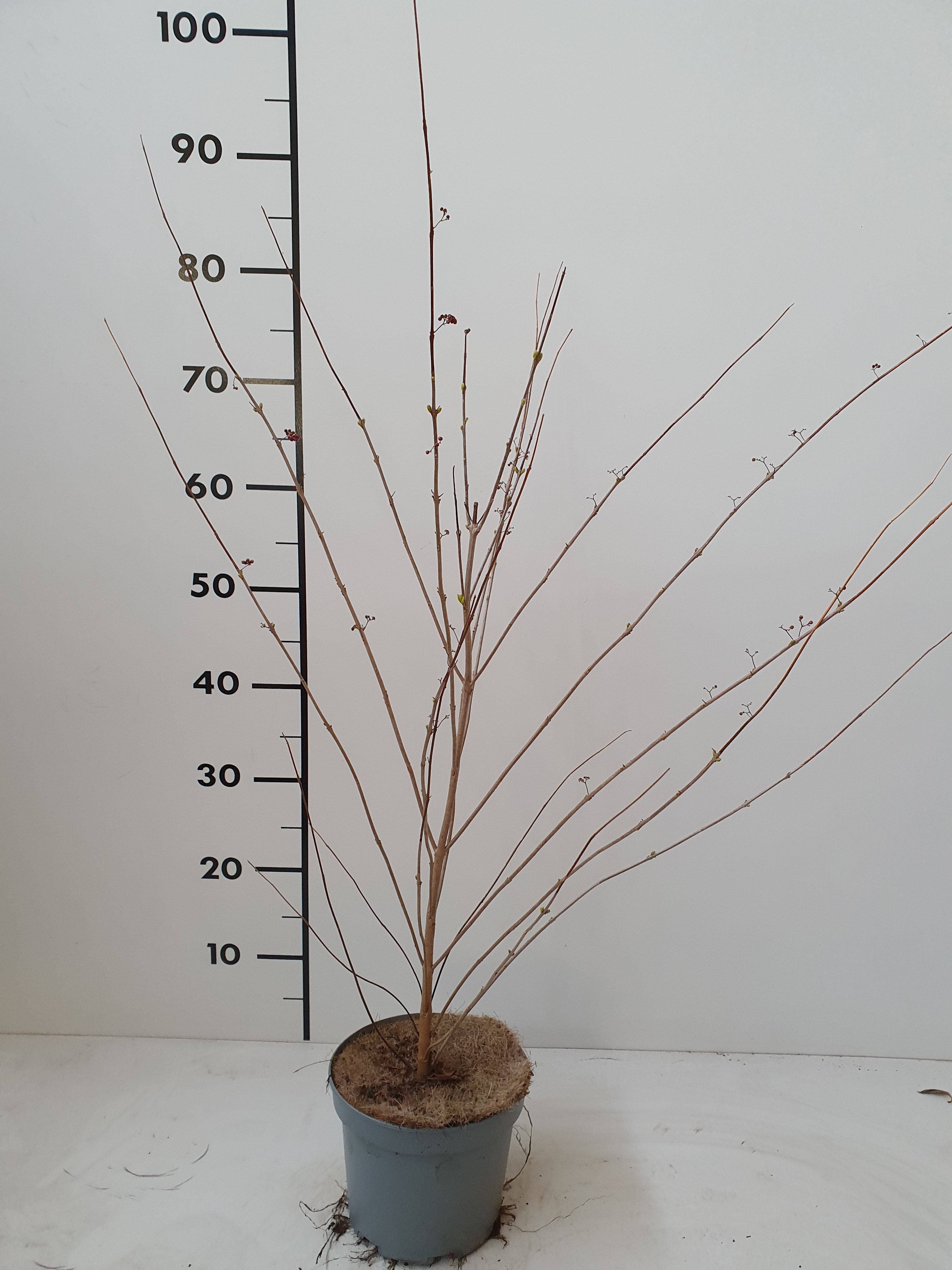 Callicarpa Dichotoma ‘Issai’ - Beautyberry