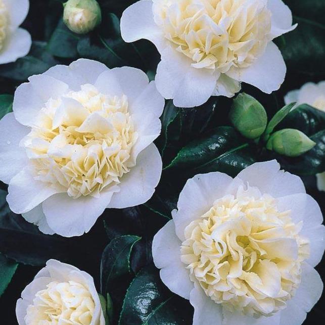 Camellia japonica 'Brushfield's Yellow'