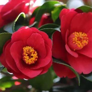 Camellia japonica ‘Dr. King’