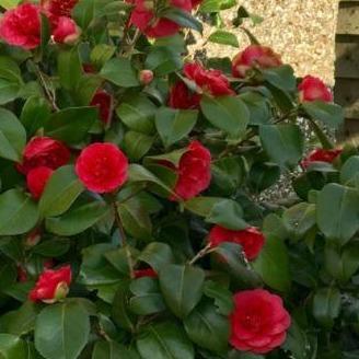 Camellia japonica 'Lady Campbell'