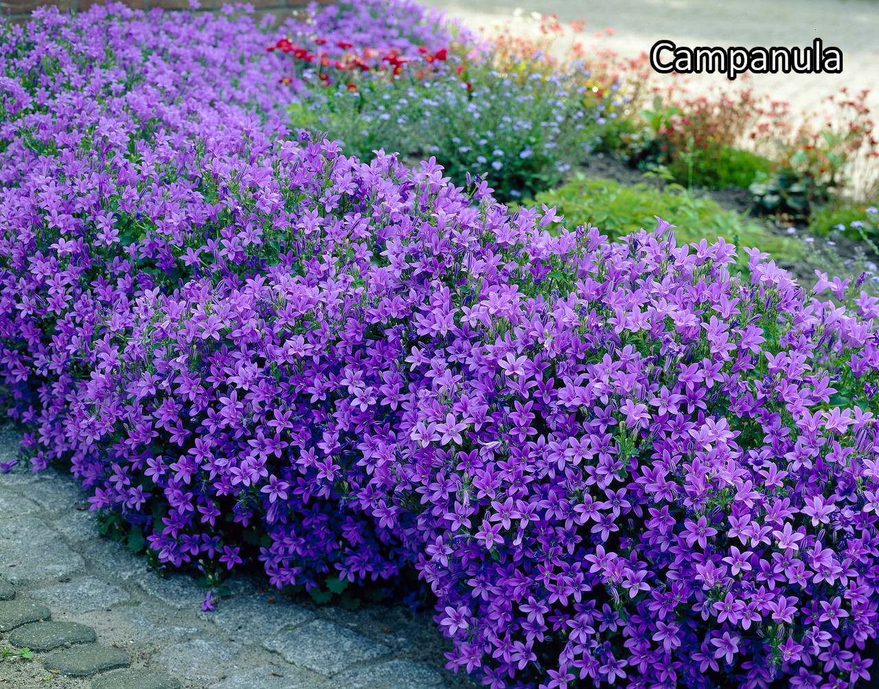 Borderpakket 'Inheems & Biodivers' - 5m² - 50 planten