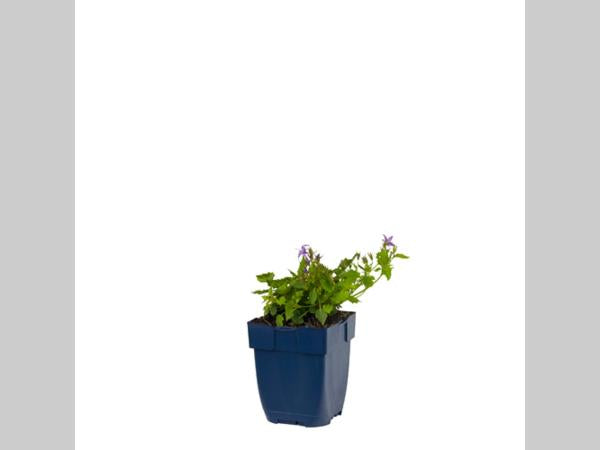 Campanula posch. 'Stella' - Klokjesbloem