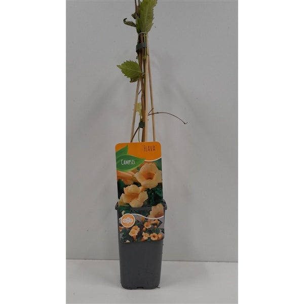 Campsis 'Flava' - Gele Trompetbloem