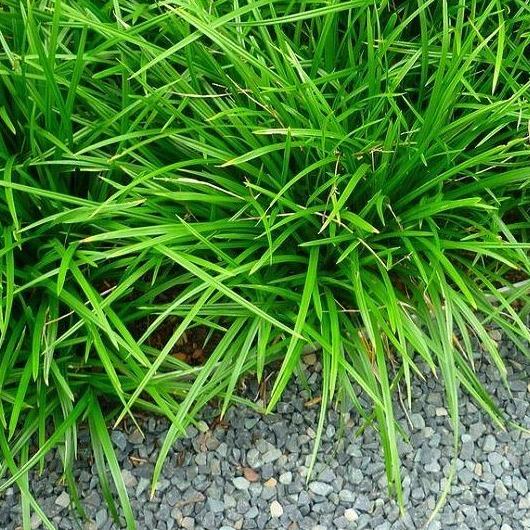 Carex morrowii 'Irish Green' - Zegge