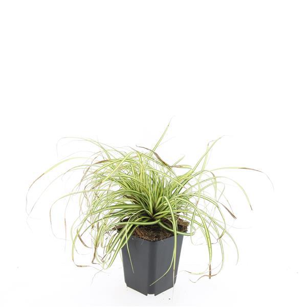 Carex oshimensis 'Evergold' - Zegge