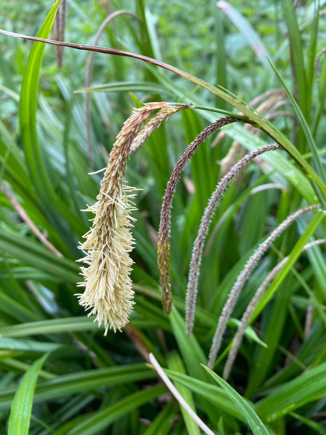 Carex pendula - Hangende zegge