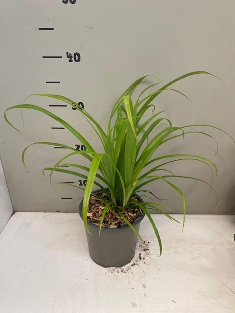 Carex pendula - Hangende zegge