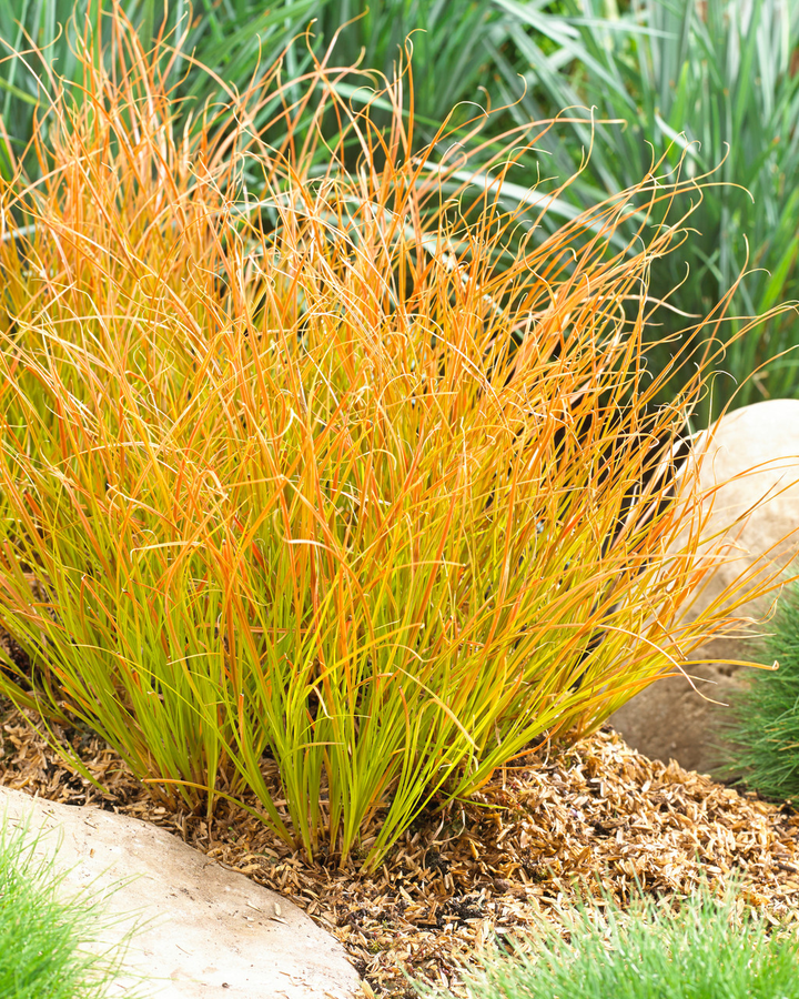 Carex testacea 'Prairie Fire' - Zegge