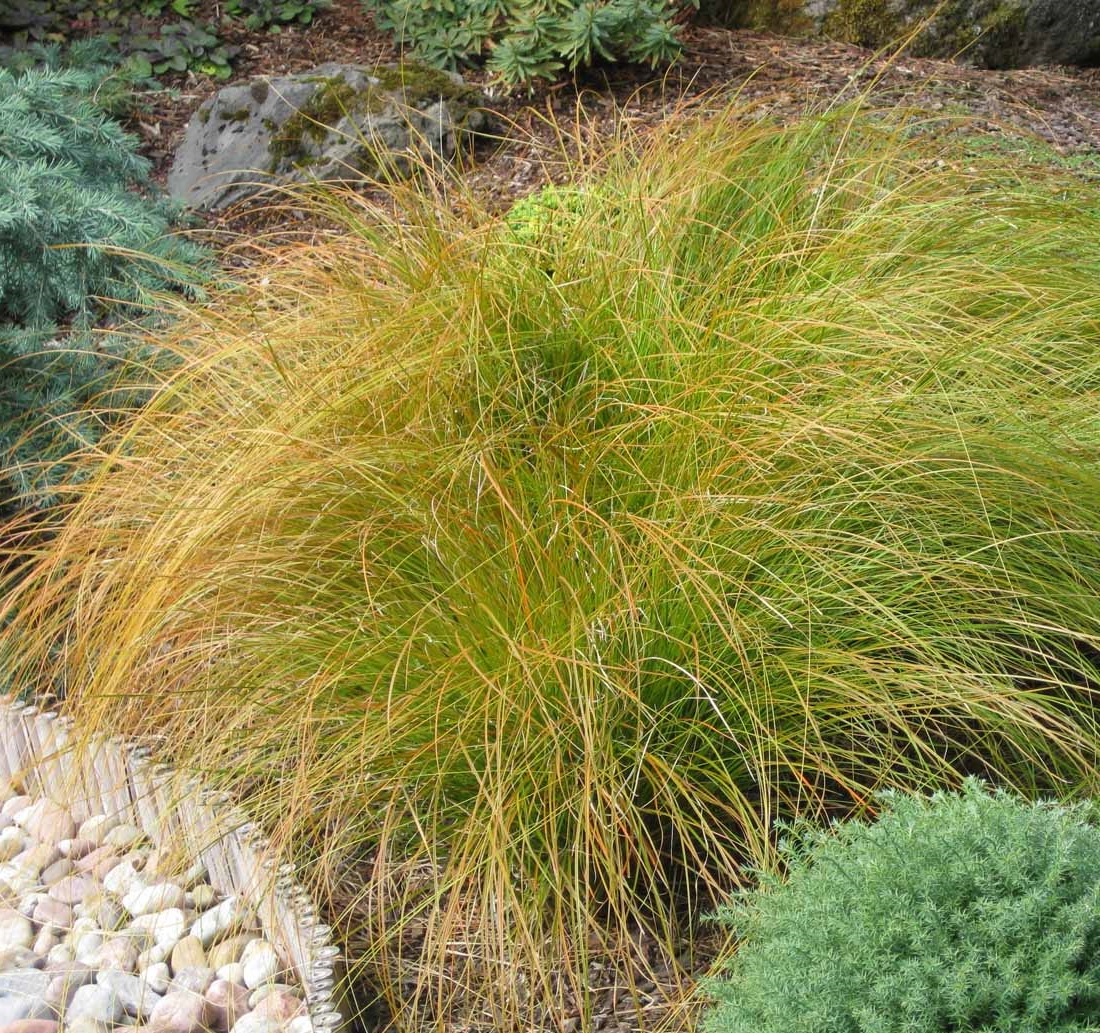 Carex testacea 'Prairie Fire' - Zegge