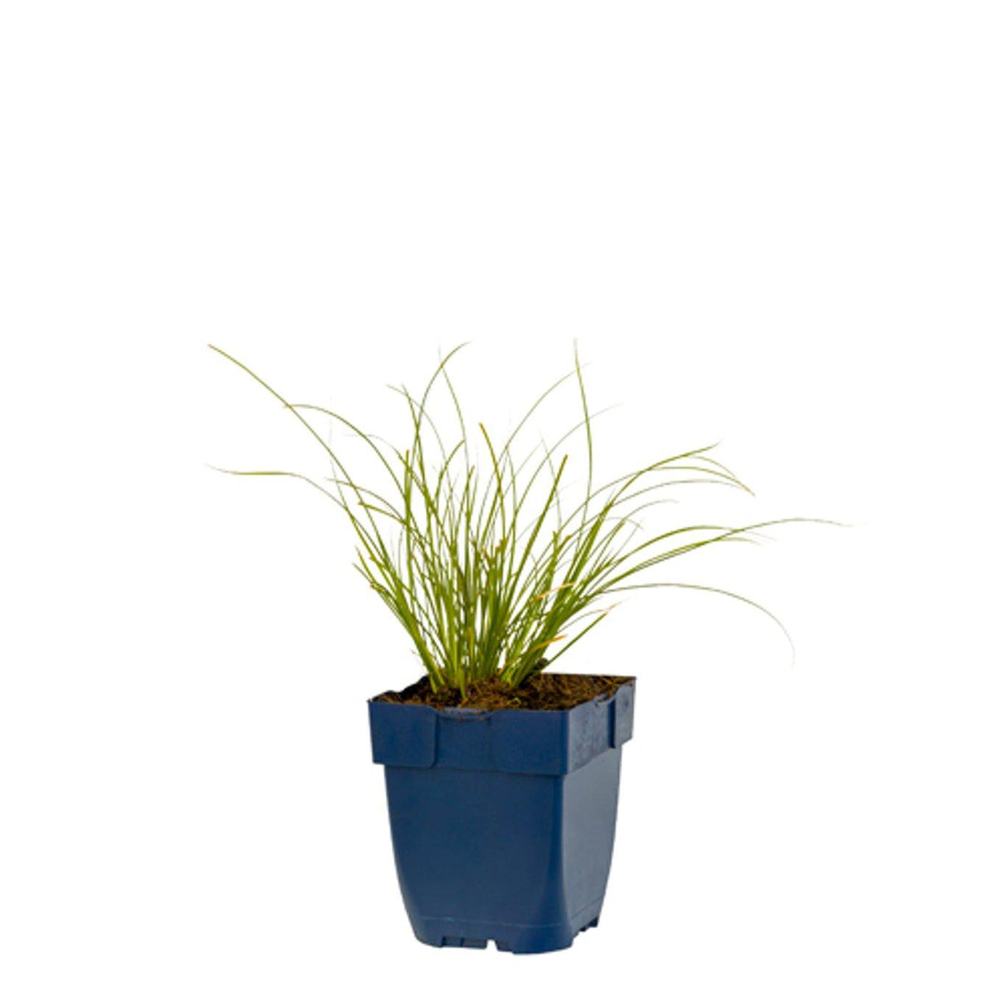Carex testacea 'Prairie Fire' - Zegge