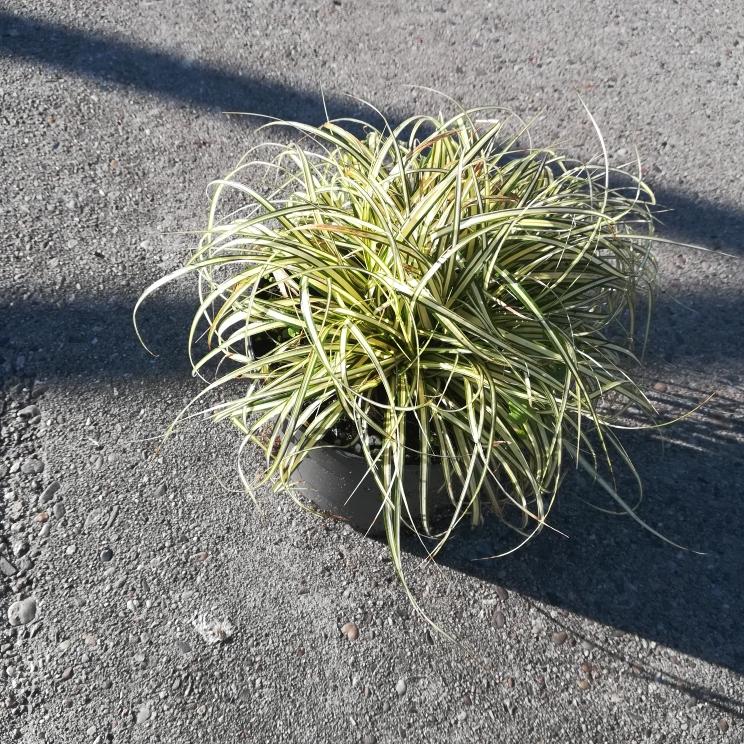 Carex oshimensis 'Evergold' - Zegge