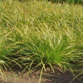 Carex morrowii 'Variegata' - Zegge