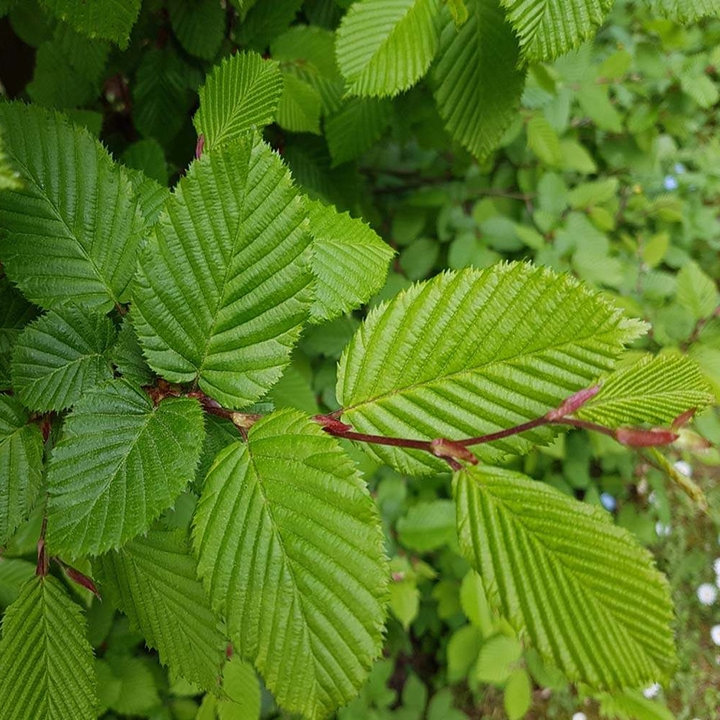 Carpinus betulus - Haagbeuk blote wortel - Pakket voor 10 meter