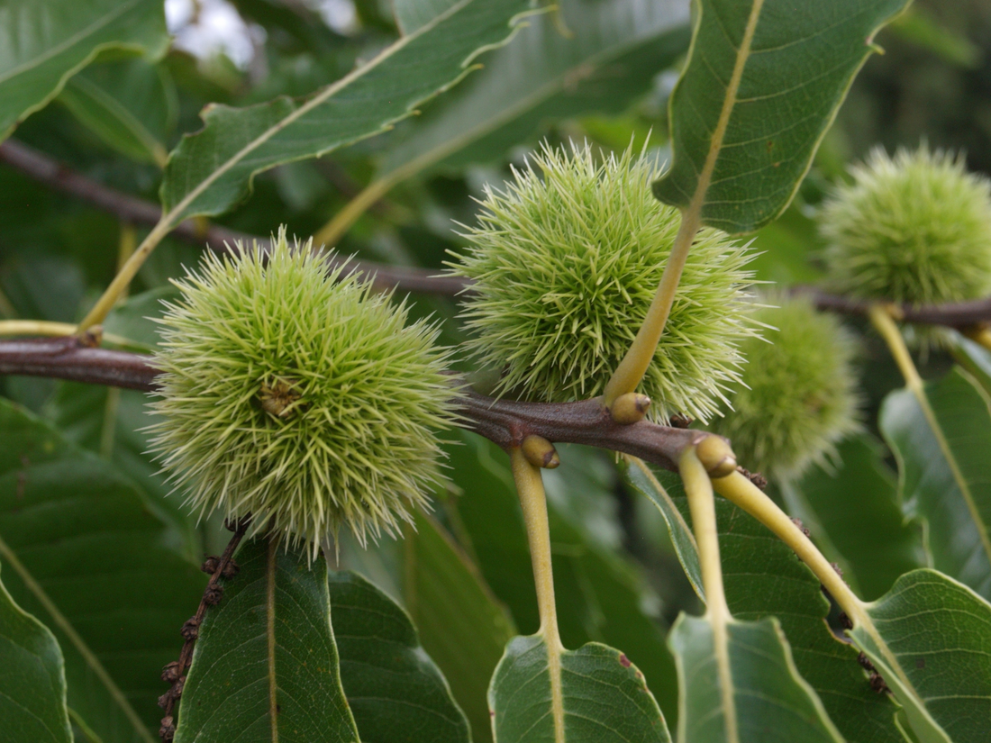 Castanea sativa - Tamme kastanjehaag blote wortel